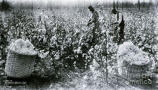 Image result for Black Picking Cotton