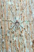 Image result for Spiders That Camouflage