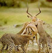 Image result for Cheetahs in the Wild