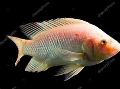 Image result for Red Tilapia Fish