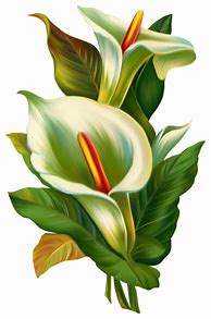 Image result for Calla Lily Flower Clip Art