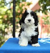 Image result for Jack Bichon Havanese Puppies