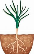 Image result for Cartoon Plant with Roots