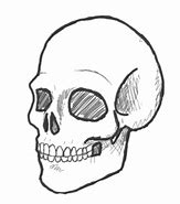 Image result for 3 4. Profile Skull Drawing