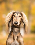 Image result for Saluki Dog Breed