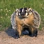 Image result for Badger Mole Animal