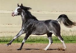 Image result for Rabicano Horse