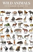 Image result for Pretty Wild Animals