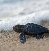 Image result for Sea Turtle Babies