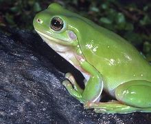 Image result for Real Frog