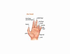 Image result for 1st Finger