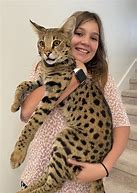 Image result for Serval Cat Full-Grown