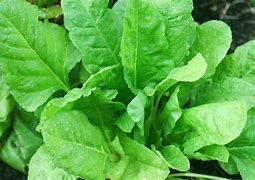 Image result for Female Spinach Plant