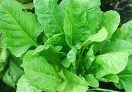 Image result for Spinach Gree Plant