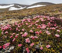 Image result for Tundra Flora