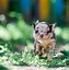 Image result for Chihuahua the Yapping