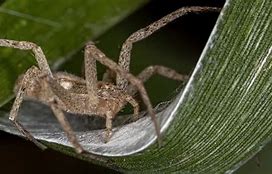 Image result for Arizona Crab Spider