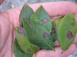 Image result for Blueberry Leaf Spot