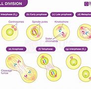 Image result for Dividing Cell and Non-Dividing Cells