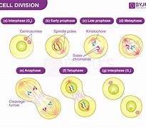 Image result for Dividing Cell and Non-Dividing Cells