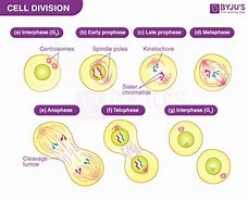 Image result for Dividing Cell Drawig