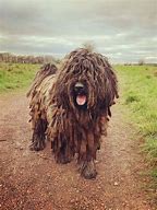 Image result for Shaggy Eared Dog