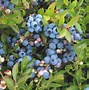 Image result for Wild Blueberry Plant Identification