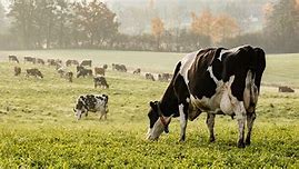 Image result for Cows On the Farm