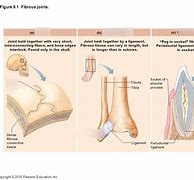 Image result for Fibrous Joint