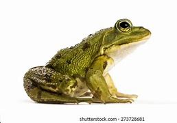 Image result for Frog Front