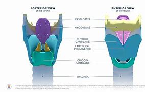 Image result for Larynx Drawing