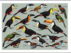 Image result for Toucan Species Chart