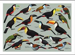 Image result for Smallest Toucan Species