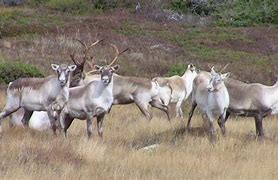 Image result for Newfoundland Caribou