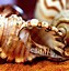 Image result for Sea Shells Wallpaper 4K