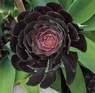 Image result for Black Rose Succulent