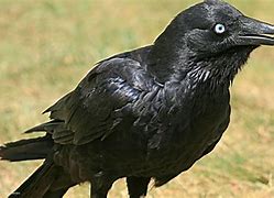 Image result for Raven Grey Colour