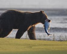 Image result for Where to Fish Sea Bear