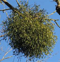 Image result for Mistletoe Seeds