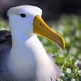 Image result for Fluffy Baby Albatross