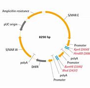 Image result for Expression Vector Line