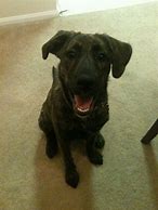 Image result for Lab Mix Australian Shepherd Brindle