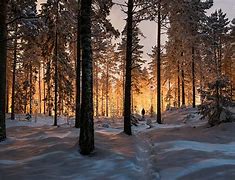 Image result for Sweden Forest Winter