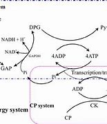 Image result for Creatine Energy System