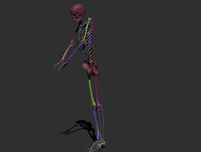 Image result for A Human Skeleton