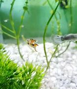 Image result for Guppy Colony