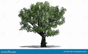 Image result for Oak Tree Shadow