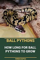 Image result for Ball Python Life Cycle