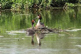 Image result for Grebe Florida