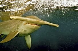 Image result for Gaint Hammerhead Shark